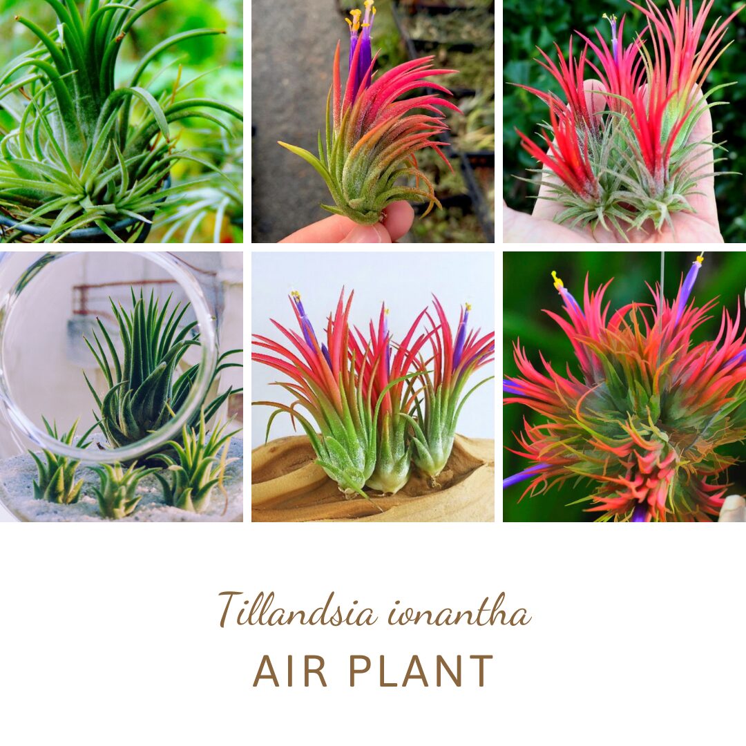 8 Red Tillandsia Air Plants Live - 2 to 3 Inc Tall