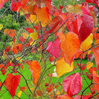 American Redbud Tree Live Plant - 1-2 Ft - Cercis Canadensis - Zones 5-9 - 2 Year-Old Seedling Red Bud Trees Live Plants Outdoor Fast Growing