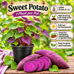 Sweet Potato Vine Live Plant, Rooted Starter, 4–6 Inches, 4-Inch Pot