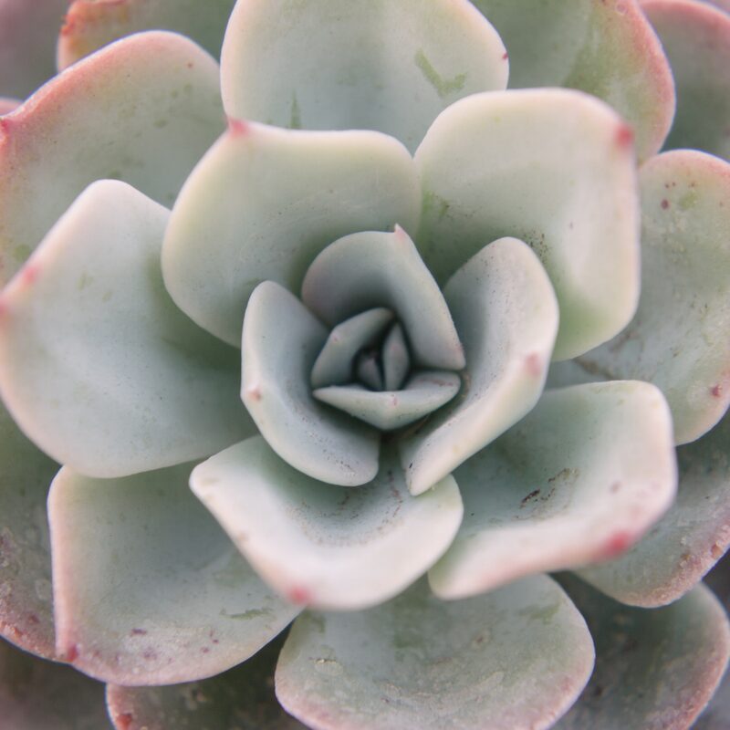 Echeveria Peaches and Cream Succulent Plants