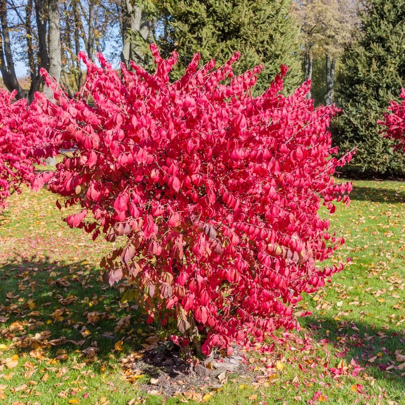 Burning Bush Trees
