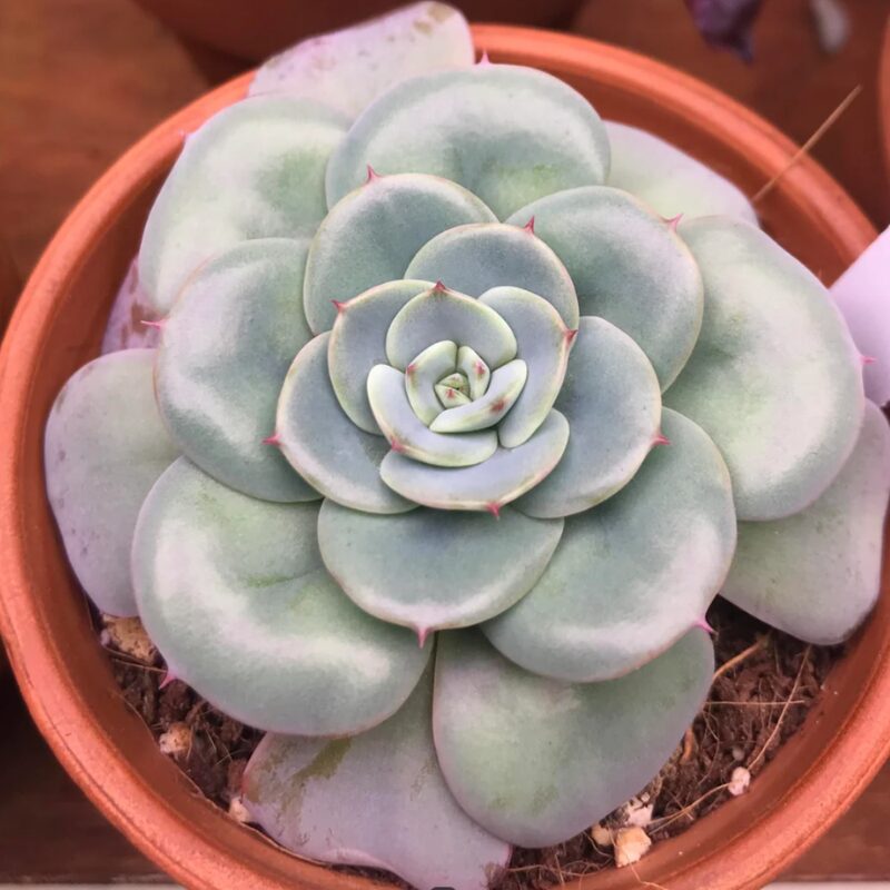 Echeveria Peaches and Cream Succulent Plants