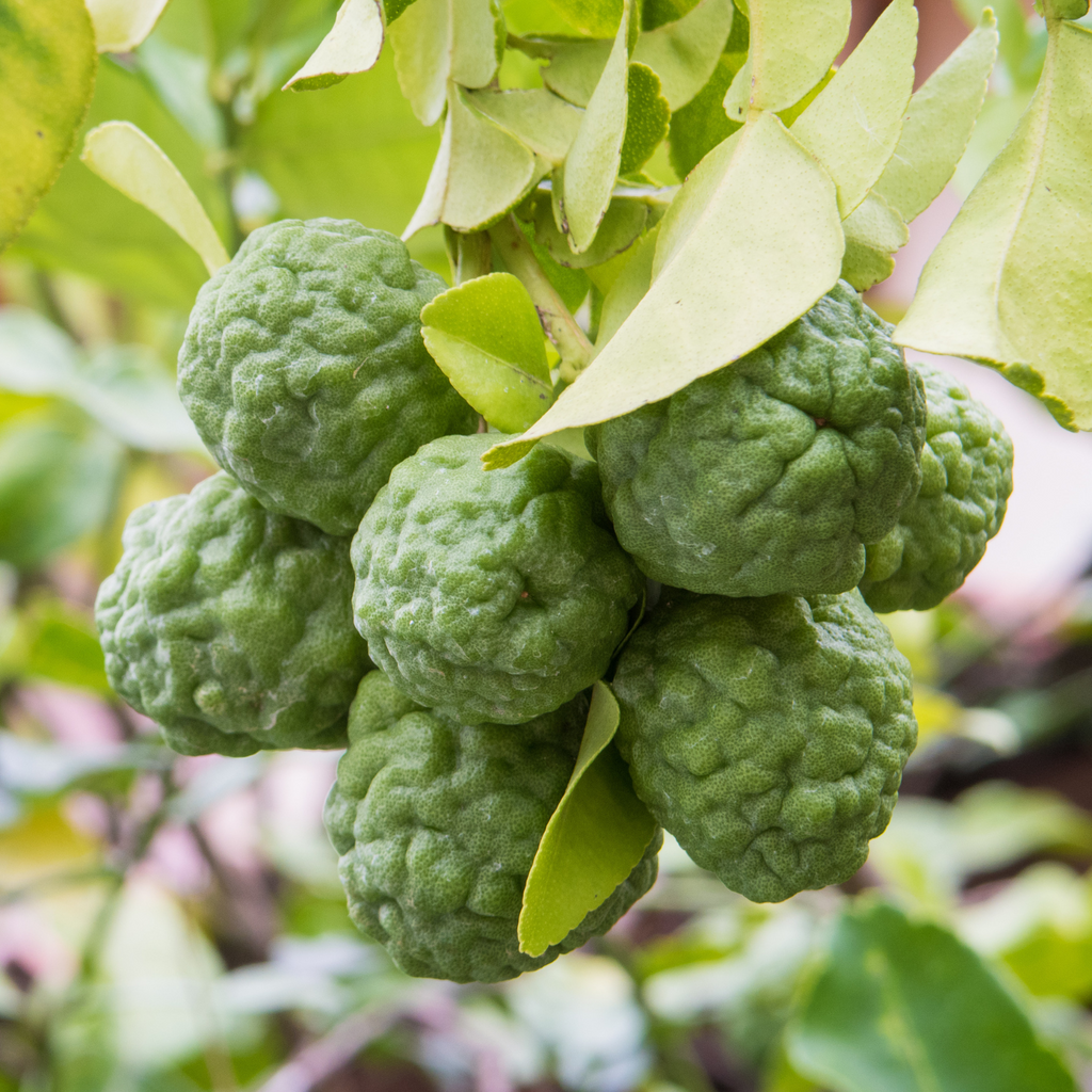 Kaffir Lime Tree 1/2 Gallon Potted, From 3 Feet Tall For Planting