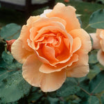 Just Joey Rose Bush