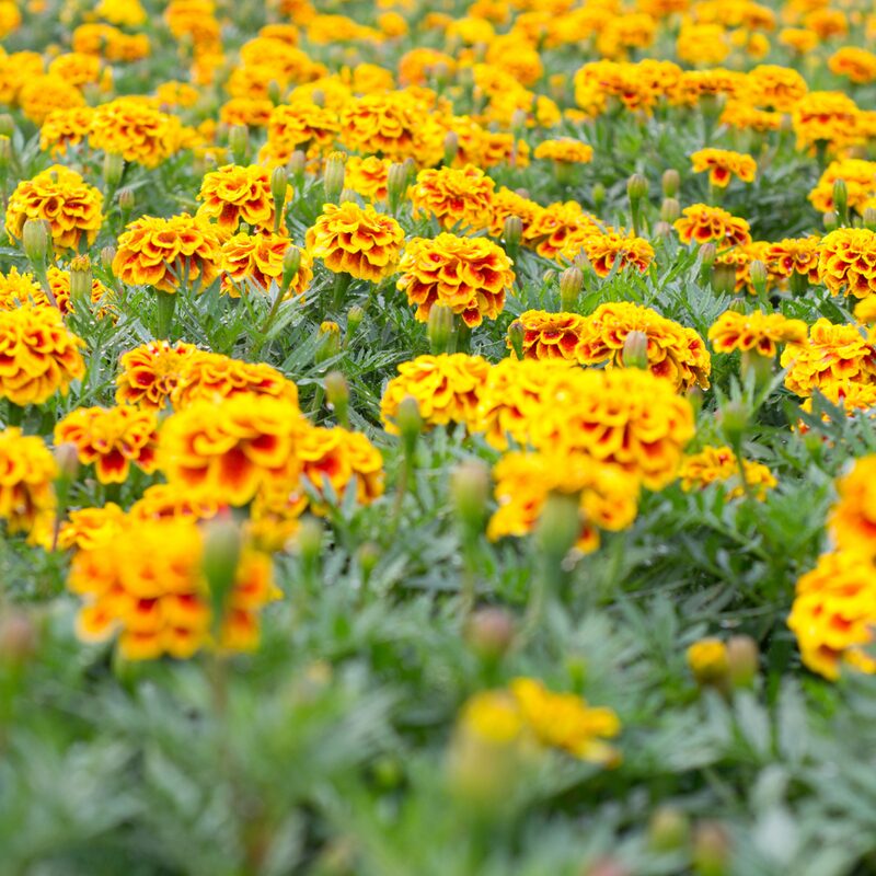 Marigold Plant