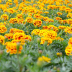 Marigold Plant