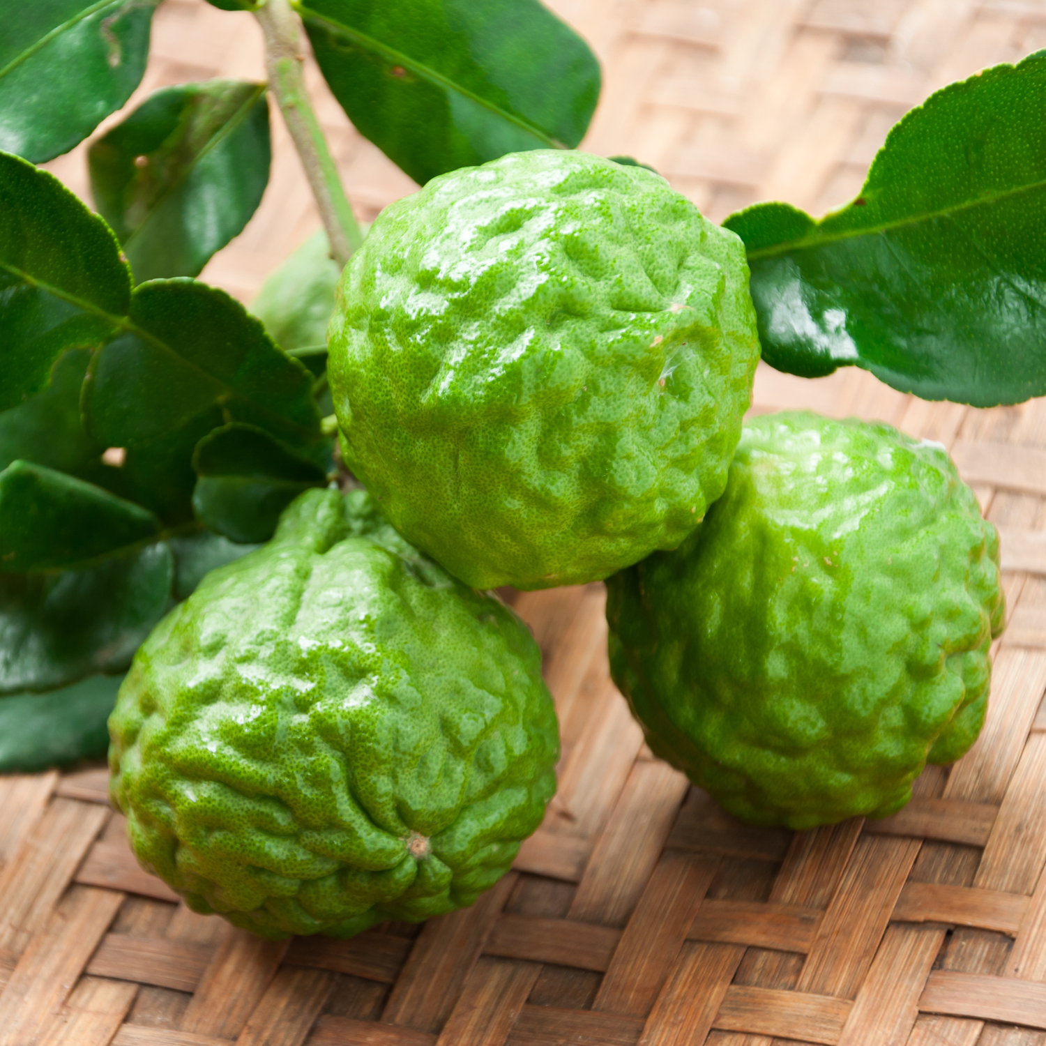 Kaffir Lime Tree 1/2 Gallon Potted, From 3 Feet Tall For Planting