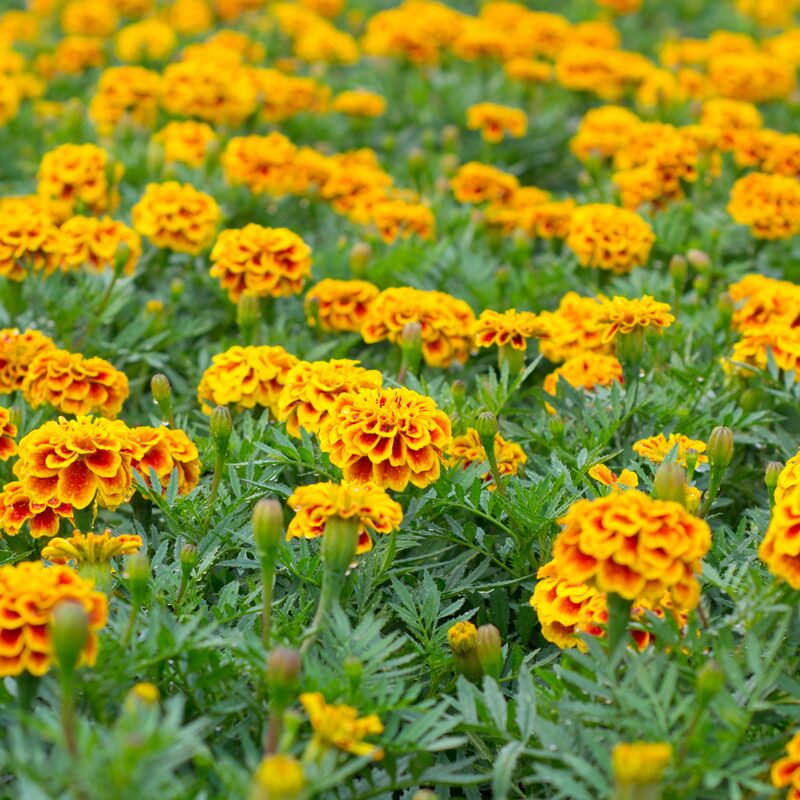 Marigold Plant
