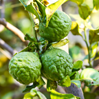 Kaffir Lime Tree 1/2 Gallon Potted, From 3 Feet Tall For Planting