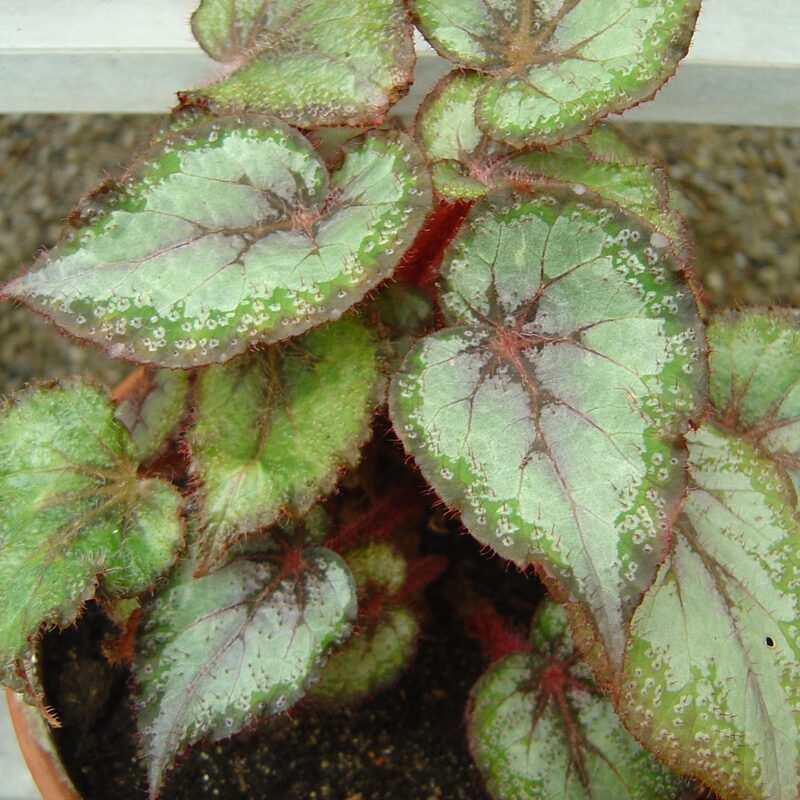 Peace Begonia Plant Potted