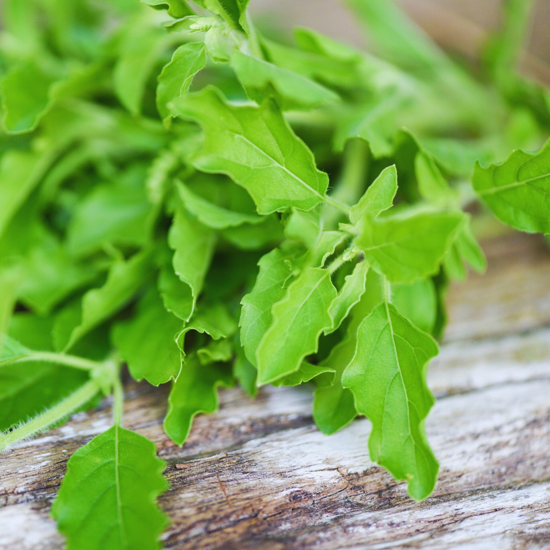 3 Holy Basil Plants Live, Tulsi Holy Basil Plant Live, Holy Basil Live Plant, from 4 to 7 Inc Tall Seedling, 4'' Potted, Basil Plant Pot, Easy to Plant