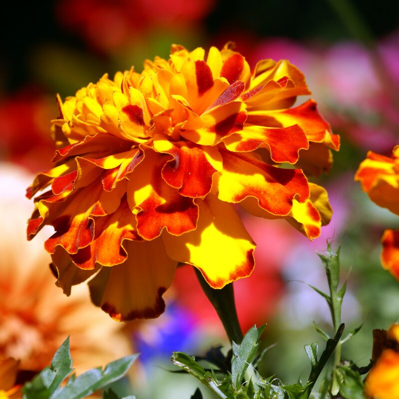 French Marigold Plant
