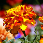 French Marigold Plant