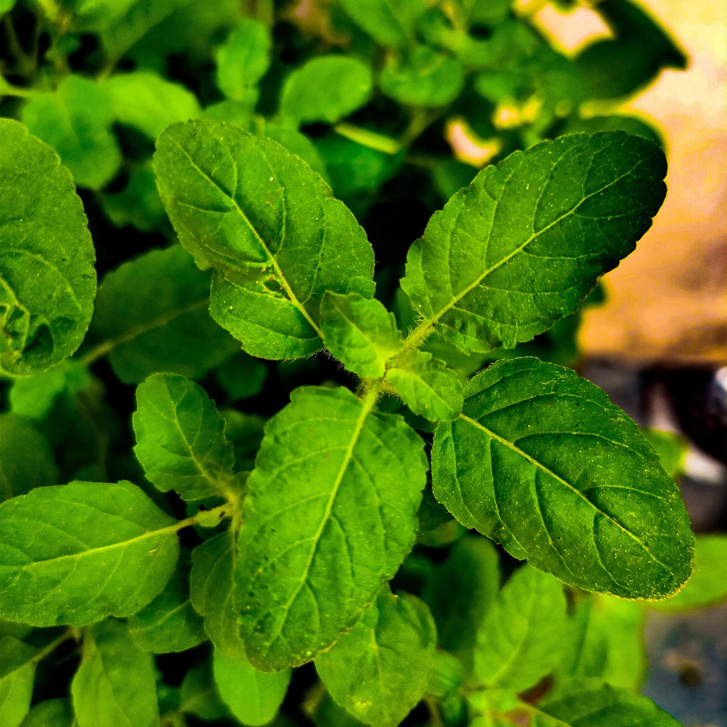 3 Holy Basil Plants Live, Tulsi Holy Basil Plant Live, Holy Basil Live Plant, from 4 to 7 Inc Tall Seedling, 4'' Potted, Basil Plant Pot, Easy to Plant