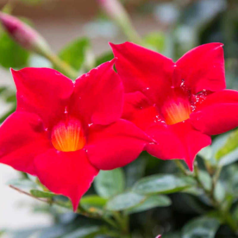 Red Mandevilla Plant Live - 2 to 5 Inc Tall