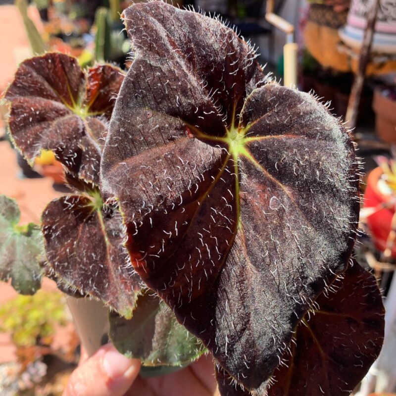 Dark Purple Begonia Plant Potted