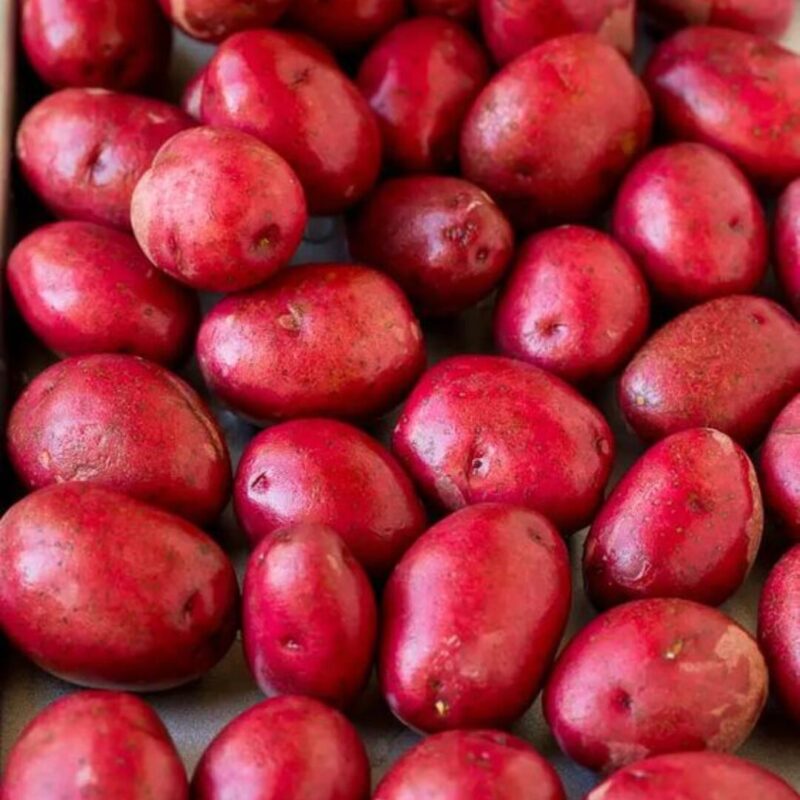 Seed Potatoes for Planting Outdoors, Potato Seeds, Red Potatoes, Fresh Heirloom and Non GMO Potato Seeds, Potato Tuber, 2 Pound