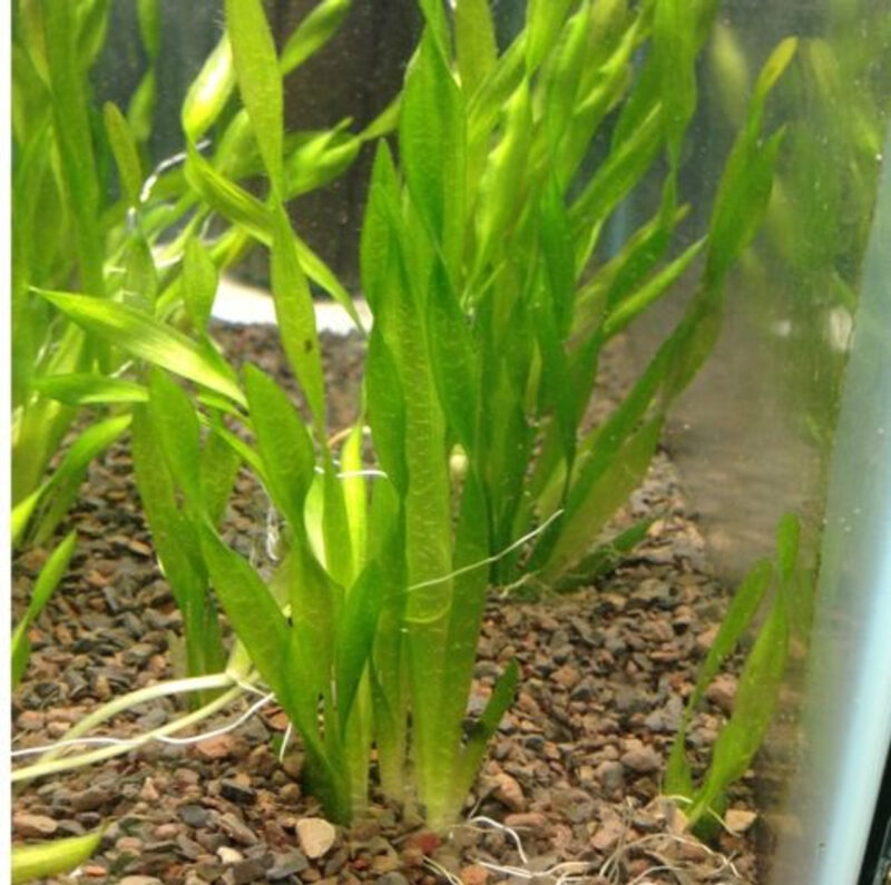 Corkscrew Val Aquarium Plant, 7 Stems Live Plant
