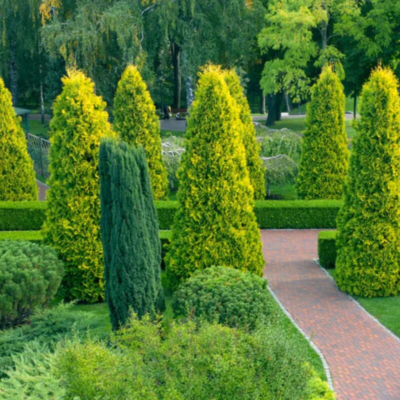 50 Leyland Cypress Trees Live Plants - Zone: 5-9