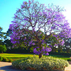 Set 4 Mini Jacaranda Mimosifolia Live Trees - 4" Pot