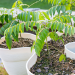 Curry Leaf Plant Live 5-9 Inc, 4 Inc Pot (Murraya Koenigii)