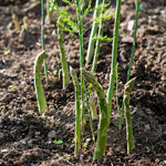 5 Pack Mary Washington Asparagus Crowns, 2 Years Old, Green Asparagus Roots