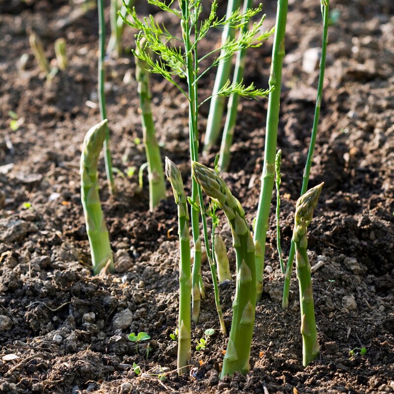 5 Pack Mary Washington Asparagus Crowns For Planting, 2 Yrs Old, Asparagus Roots