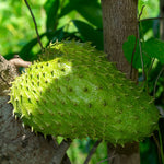 Soursop Tree Annona Muricata 5-9 Inc Tall
