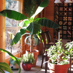 2 Dwarf Cavendish Banana Plants 4-8 Inc