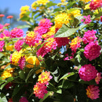 Lantana Plants 4-6 Inc Tall, 4+ VARIETIES