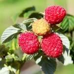 2 Caroline Red Raspberry Plants Live 4-8 Inch Height