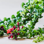Aeschynanthus Twisted Lipstick Plant
