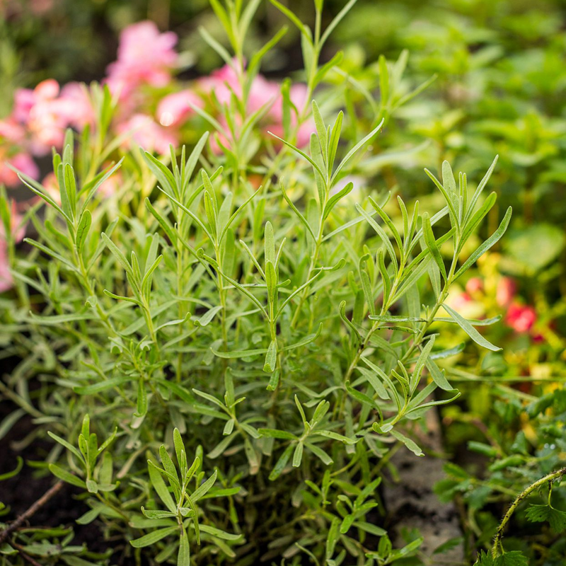 2 Mexican Tarragon Plants Herb 4-8 Inch Tall