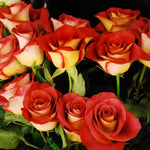 Leonidas Rose Bush