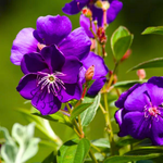 Purple Tibouchina Plant 3-5 Inc Tall