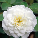 White Meilland Rose Plant Live