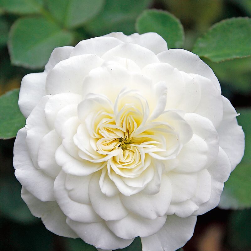 White Meilland Rose Plant Live