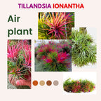 Air Plants, Tillandsia Air Plants Live Houseplants for Garden, 30 Red Lonantha Tillandsia Plant, Air Plant for Planting, 2 to 3 Inc Long