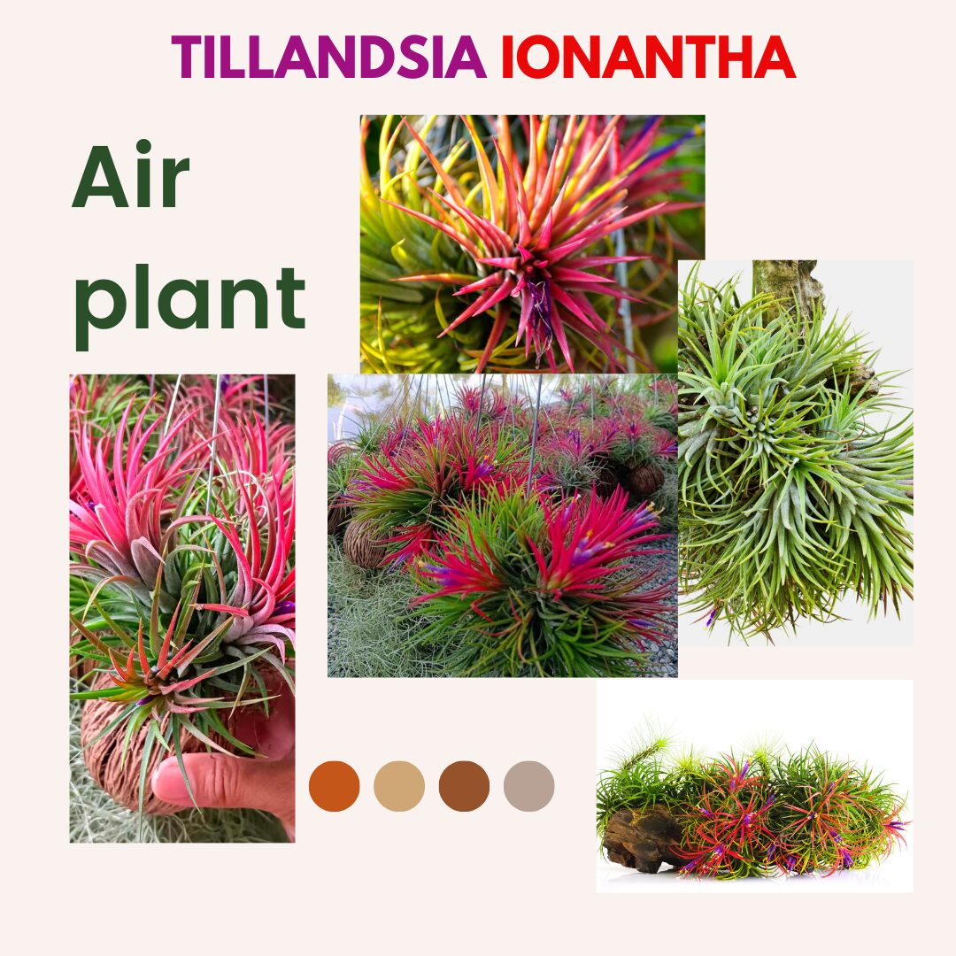 Air Plants, Tillandsia Air Plants Live Houseplants for Garden, 30 Red Lonantha Tillandsia Plant, Air Plant for Planting, 2 to 3 Inc Long