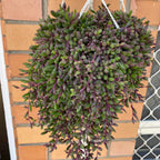 String Of Rubies Succulents Plants