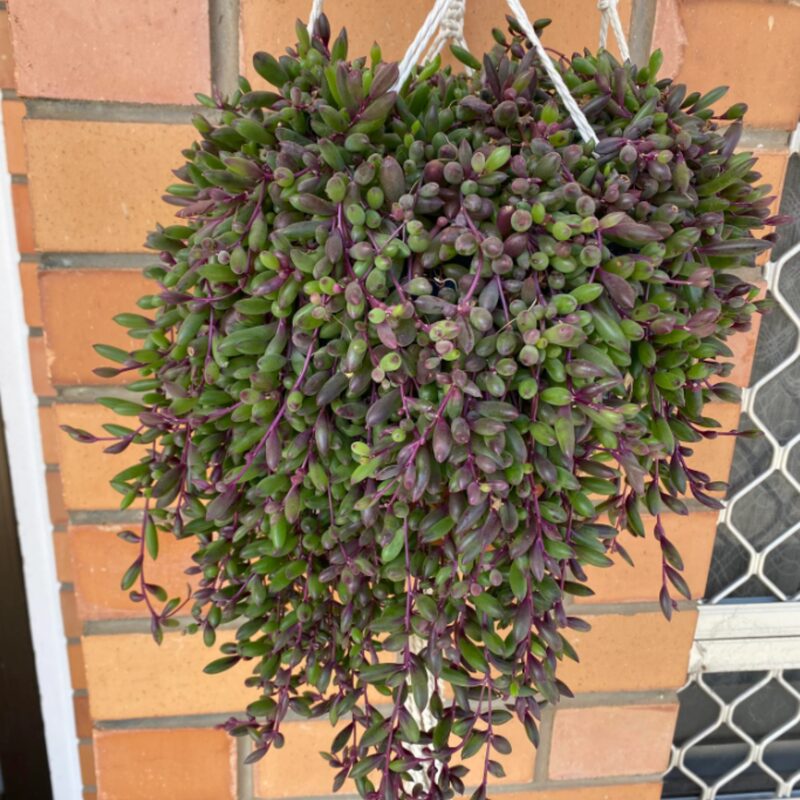 String Of Rubies Succulents Plants