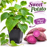 Sweet Potato Vine Live Plant, Rooted Starter, 4–6 Inches, 4-Inch Pot