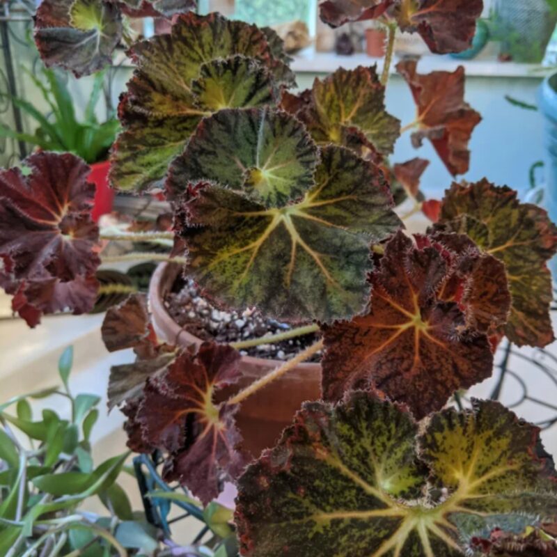 Dark Purple Begonia Plant Potted