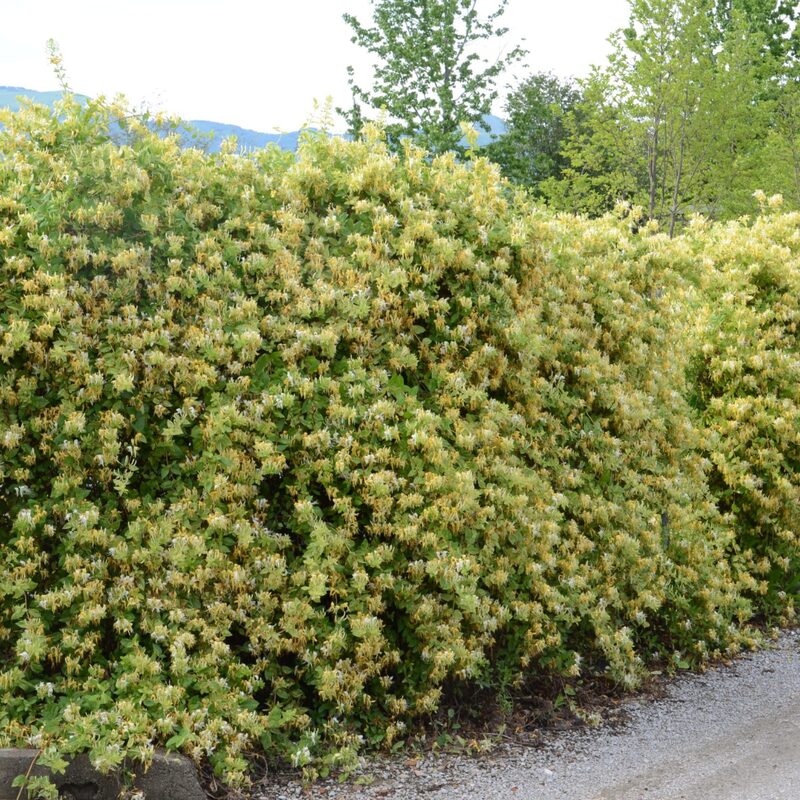Set 10 Lonicera Japonica Honeysuckle Vine Mint Crisp - 6-10" in Pot