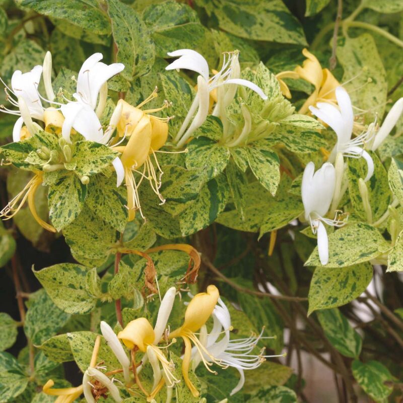 Set 2 Lonicera Japonica Honeysuckle Vine Mint Crisp - 6-10" Well Rooted