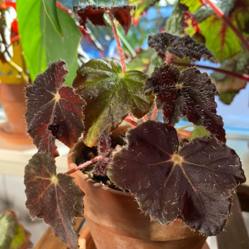 Dark Purple Begonia Plant Potted