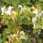 Set 4 Lonicera Japonica Honeysuckle Vine Mint Crisp - 6-10" in Pot