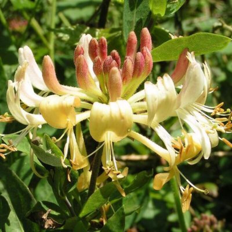 Set 2 Lonicera Japonica Honeysuckle Vine Mint Crisp - 6-10" Well Rooted