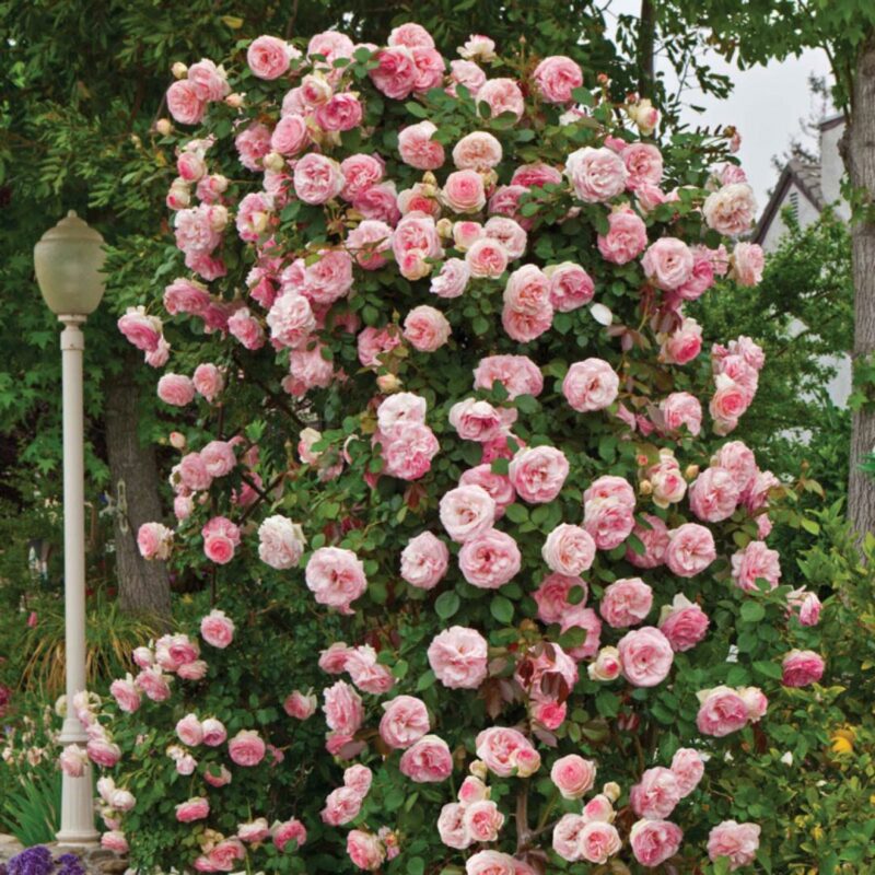2 New Dawn Rose Climbing
