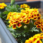 French Marigold Plant